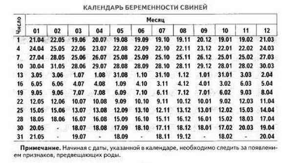 Срок беременности свиньи