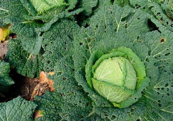 Савойская капуста: полезные свойства и противопоказания, агротехника выращивания