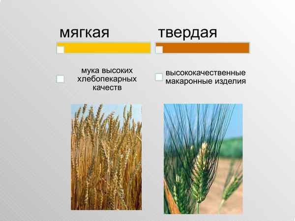 Чем отличаются твёрдые и мягкие сорта пшеницы