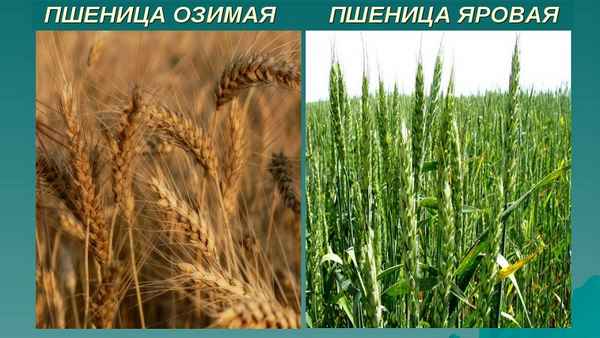 Чем отличается яровая пшеница от озимой