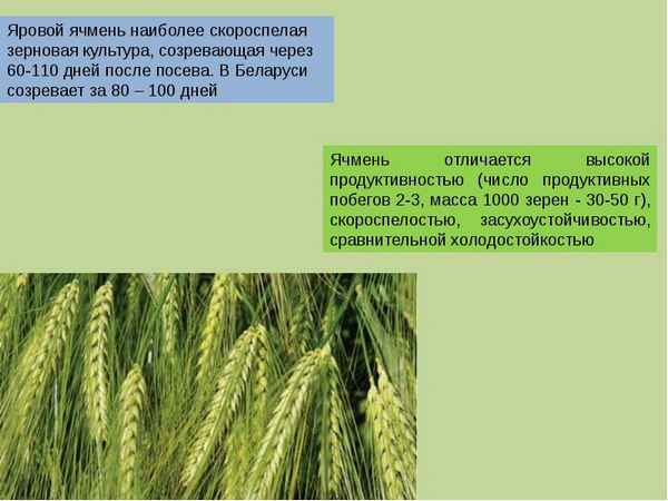 Как сеять пшеницу: технология возделывания озимых и яровых сортов