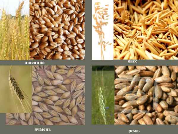 Какая разница между ячменем и пшеницей