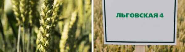 Описание и хаpaктеристики озимой пшеницы сорта Льговская 4