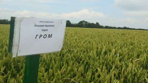 Описание и хаpaктеристики озимой пшеницы сорта Гром