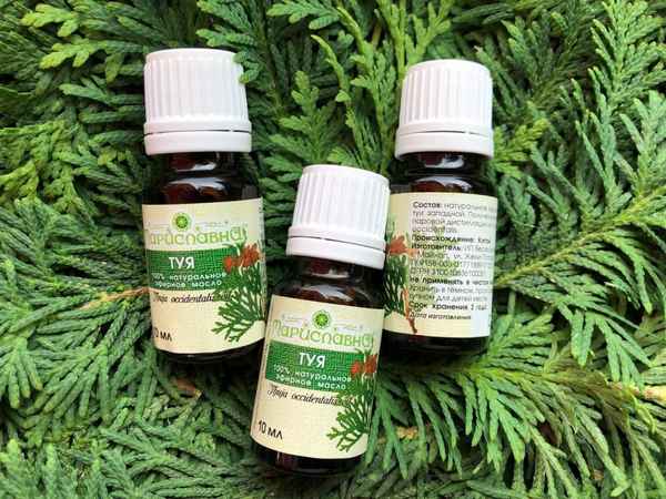 Полезные свойства и применение эфирного масла туи