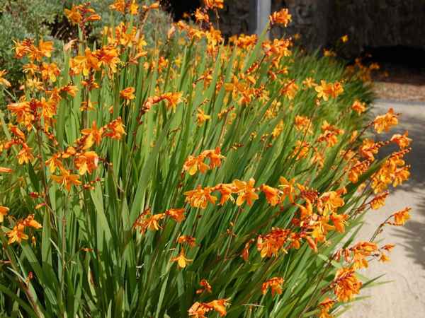 Японский гладиолус монтбреция: описание, посадка и уход