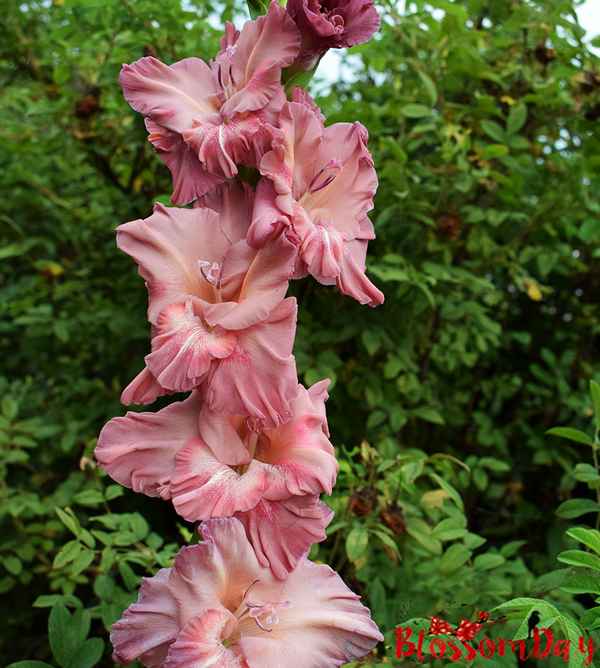 Описание и хаpaктеристика гладиолуса Шоколадница