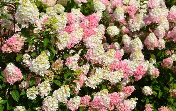 Компания-производитель гортензий «Алекс Шумахер»