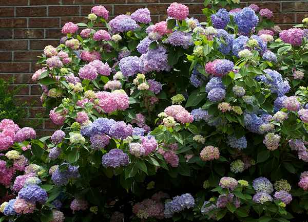 Описание и выращивание гортензии Бесконечное лето
