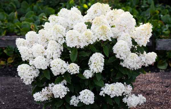 Описание гортензии Литл Блоссом, посадка и уход