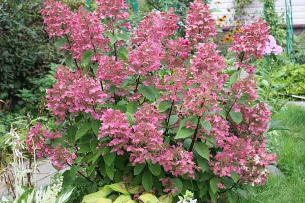 Фото и описание метельчатой гортензии Вимс Ред