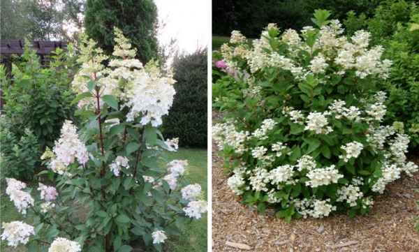 Описание и выращивание гортензии Эрли Гарри