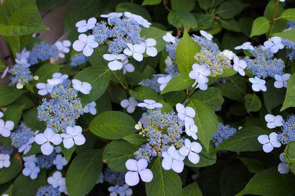 Гортензия Блюбёрд: описание и особенности выращивания