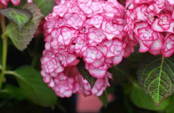 Описание и выращивание крупнолистной гортензии Мисс Саори