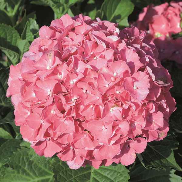 Описание гортензии Мася