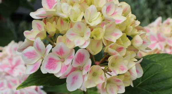Гортензия Пепперминт: описание и особенности выращивания сорта