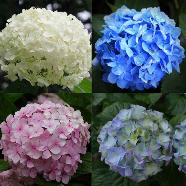 Описание новых сортов гортензии