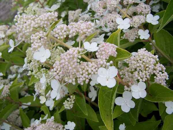 Описание сорта гортензии Прим Вайт