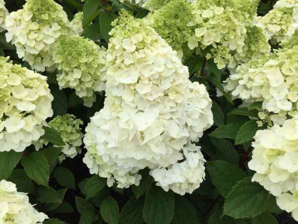 Гортензия Мэджикал Монблан: описание, посадка и уход
