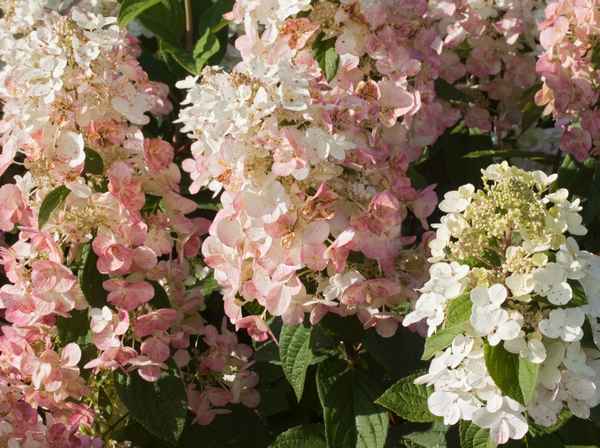Гортензия сорта Мэджикал Флейм — описание и особенности выращивания