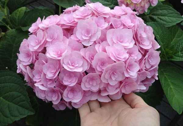 Описание сорта гортензии крупнолистной You & Me Perfection