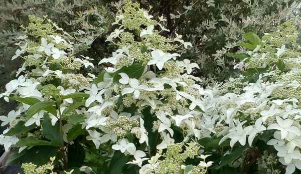 Гортензия Мэджикал Старлайт: описание, особенности посадки и ухода