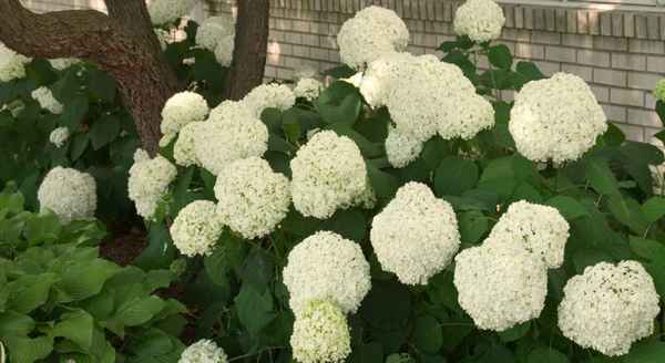 Описание и выращивание древовидной гортензии Баунти