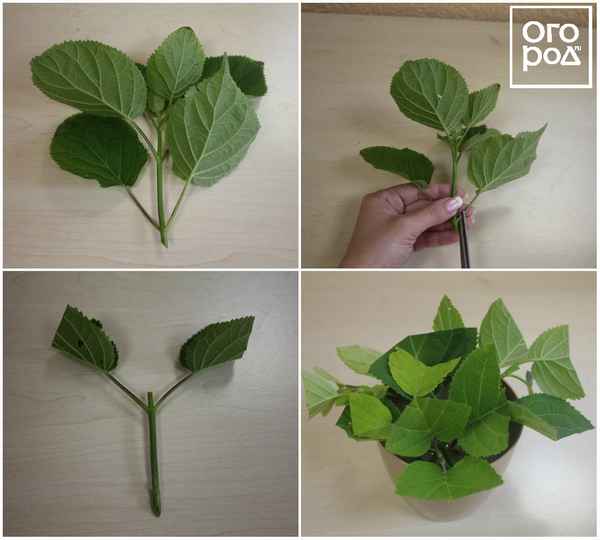 Как размножить гортензию — лучшие способы и сроки