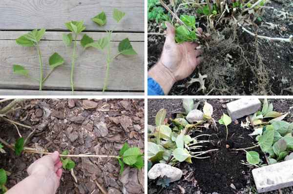 Черенкование гортензии в разное время года