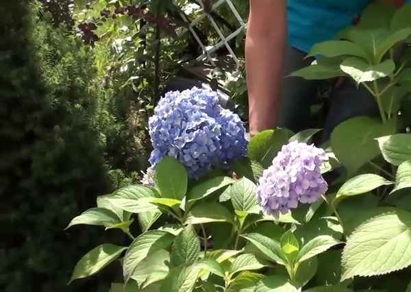 Гортензия на Урале: подходящие сорта, секреты выращивания, посадки и ухода