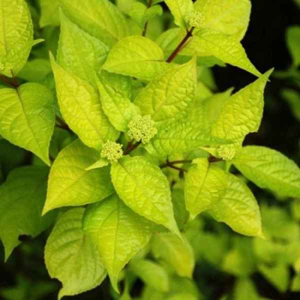 Почему желтеют листья у гортензии метельчатой