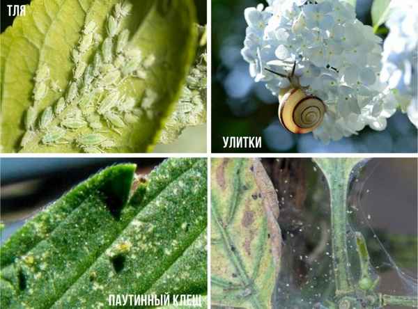 Болезни и вредители метельчатой гортензии и методы борьбы с ними