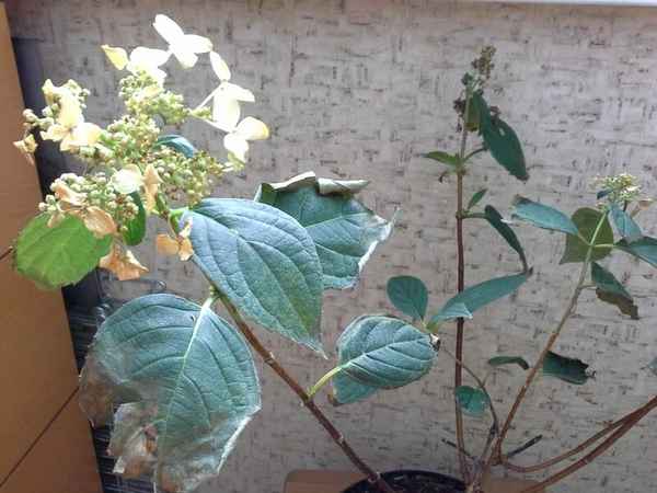 У гортензии сохнут листья: причины и решение проблемы