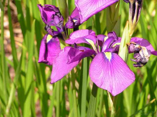 Описание ириса мечевидного