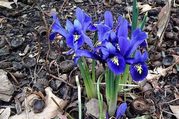 Описание цветов, которые похожи на ирисы