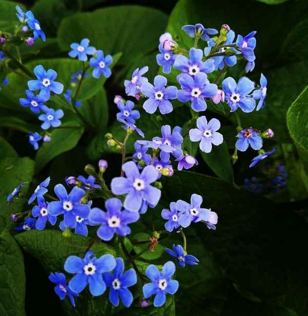 Сорта незабудки