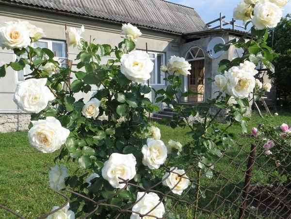 Хаpaктеристика роз Шнеевальцер, правила посадки и ухода