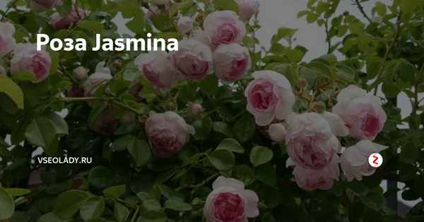 Роза Жасмина: описание особенностей ухода, размножение