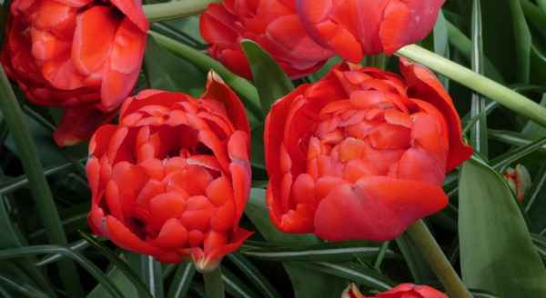 Тюльпан Миранда и его особенности