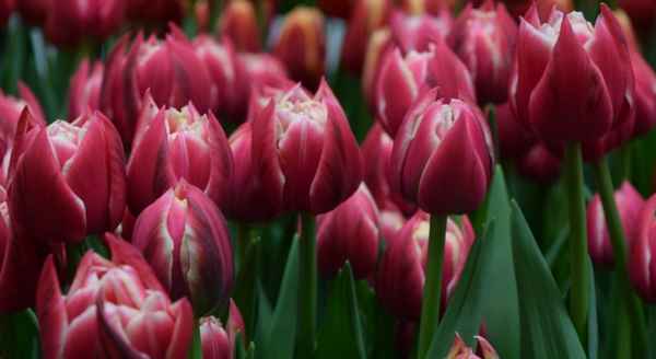 Тюльпан сорта Коламбус: особенности выращивания и уход