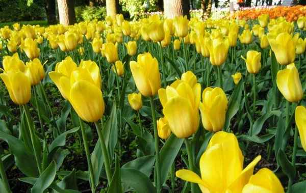 Описание и особенности выращивания тюльпана Стронг Голд