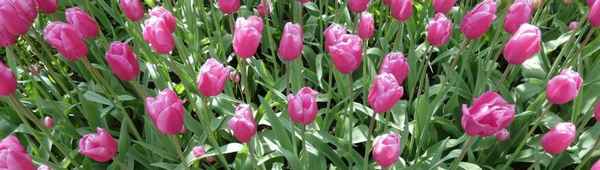 Тюльпан Jumbo Pink: описание и особенности выращивания