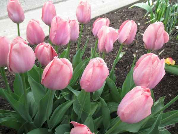 Описание и особенности выращивания тюльпана Mystic van Eijk