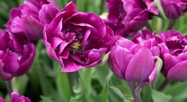 Описание и особенности выращивания тюльпана Negrita Double