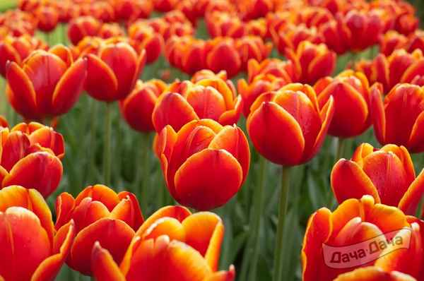 Описание и особенности выращивания тюльпана Verandi