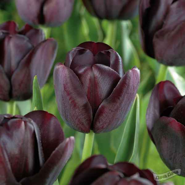 Тюльпан Cafe noir и его особенности