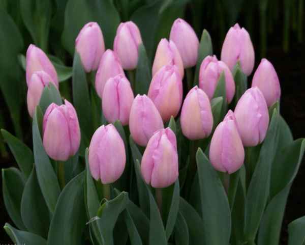 Описание и особенности выращивания тюльпана Барселона