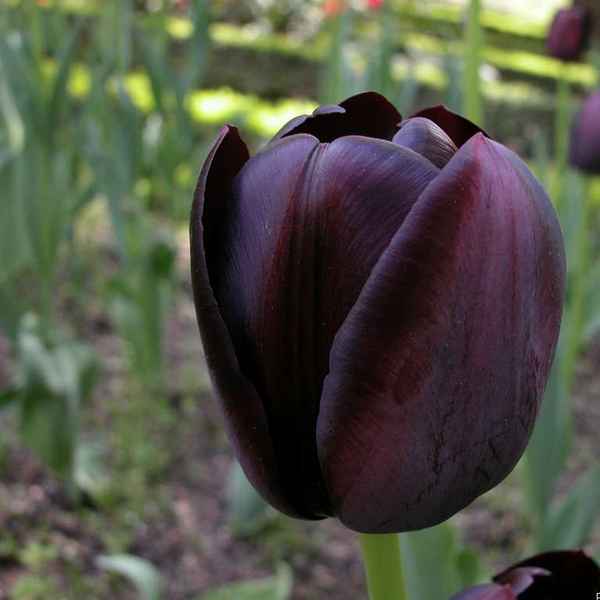 Тюльпан Queen of night и его особенности