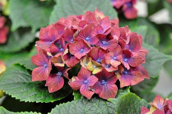 Особенности выращивания гортензии крупнолистной Шлосс Вакербарт