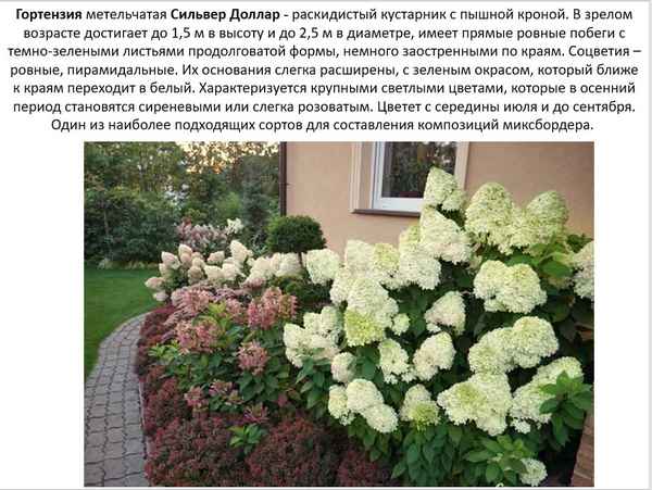 Гортензия сорта Сильвер Доллар: описание, посадка и уход